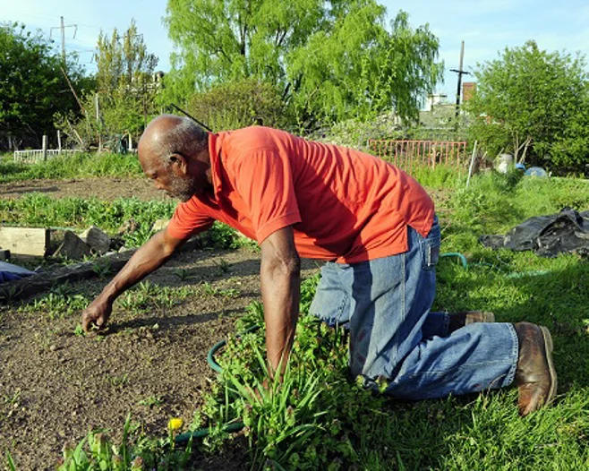 old man gardening old man gardening