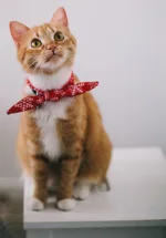Adorable Cat Waiting On Stand Adorable Cat Waiting On Stand