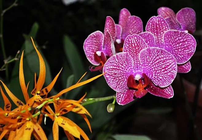Radiant Orchids Radiant Orchids