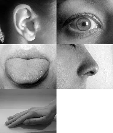 five senses.alert1