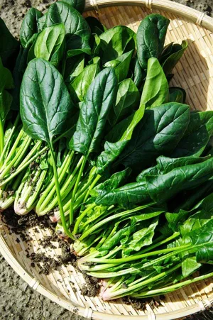 Fresh Spinach Fresh Spinach