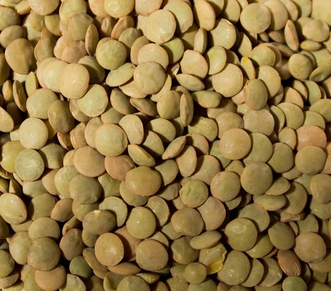 Green lentils Green lentils