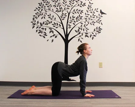 cow pose yoga