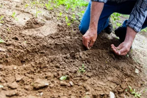 Man Planting In His Garden Man Planting In His Garden