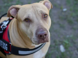 Medical Alert Service Dog Medical Alert Service Dog
