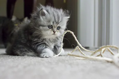 munchin kitten 