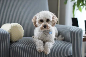 Older Dog Sitting On Chair Older Dog Sitting On Chair