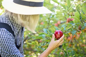 Picking Apples With Alert1 Seniors Picking Apples With Alert1 Seniors