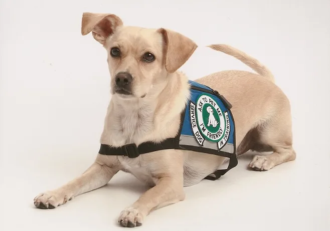 service dog in uniform service dog in uniform