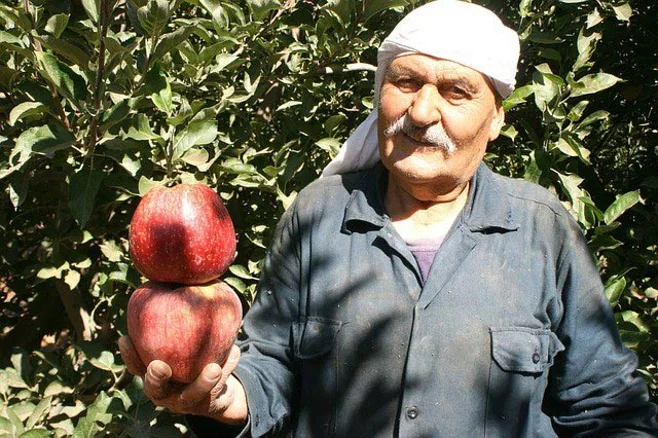 farmer and apples farmer and apples
