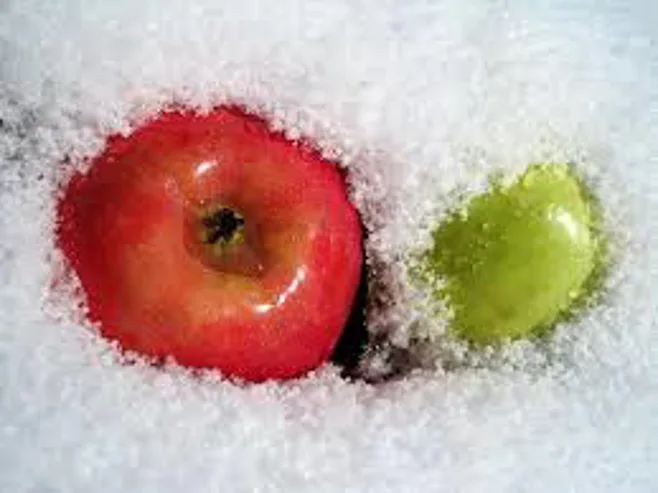 apples in snow apples in snow