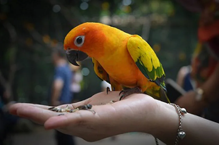 Parrot on Hand