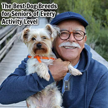 The Best Dog Breeds for Seniors of Every Activity Level The Best Dog Breeds for Seniors of Every Activity Level