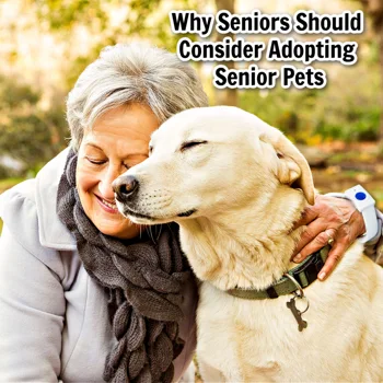 Why Seniors Should Consider Adopting Senior Pets Why Seniors Should Consider Adopting Senior Pets