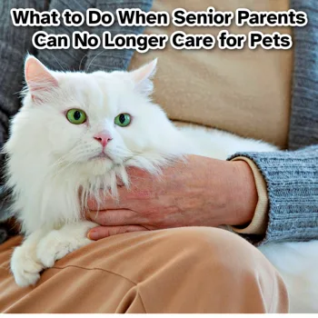 What to Do When Senior Parents Can No Longer Care for Pets What to Do When Senior Parents Can No Longer Care for Pets