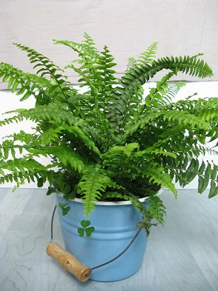 Boston fern