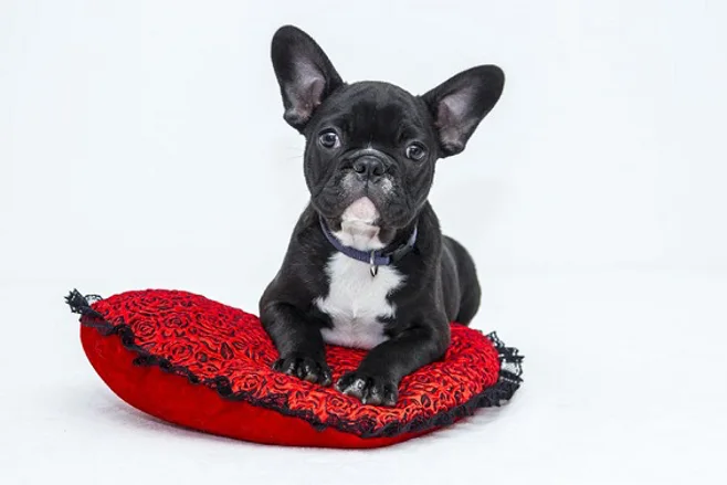 cute french bulldog cute french bulldog