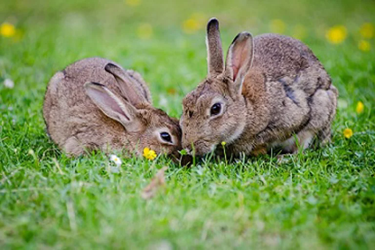 Two bunnies in field