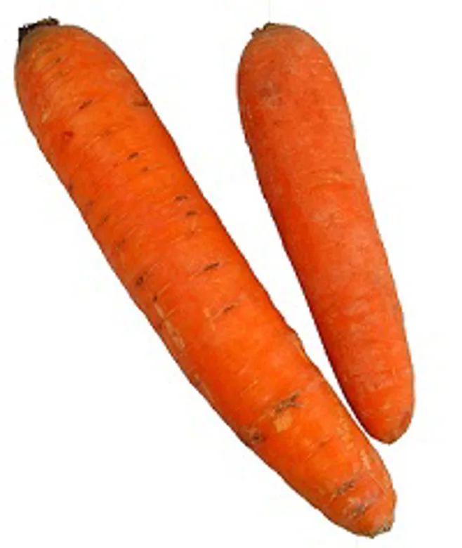 carrot.senior-friendly recipes carrot.senior-friendly recipes