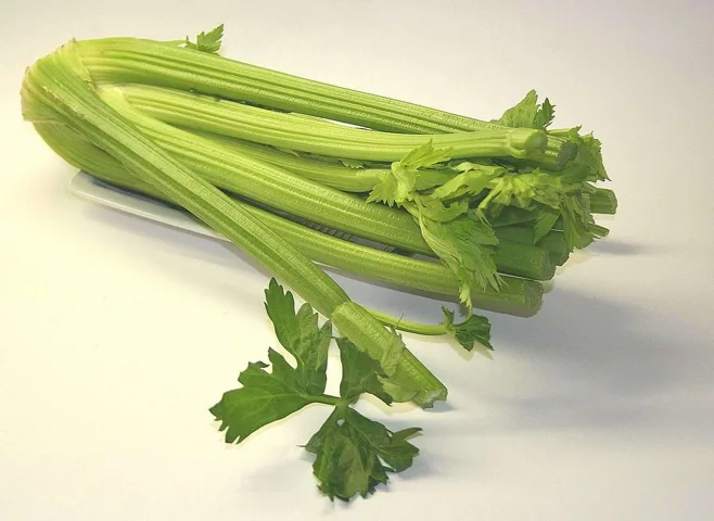 celery celery
