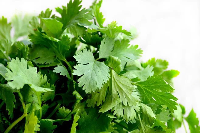 Closeup of cilantro Closeup of cilantro