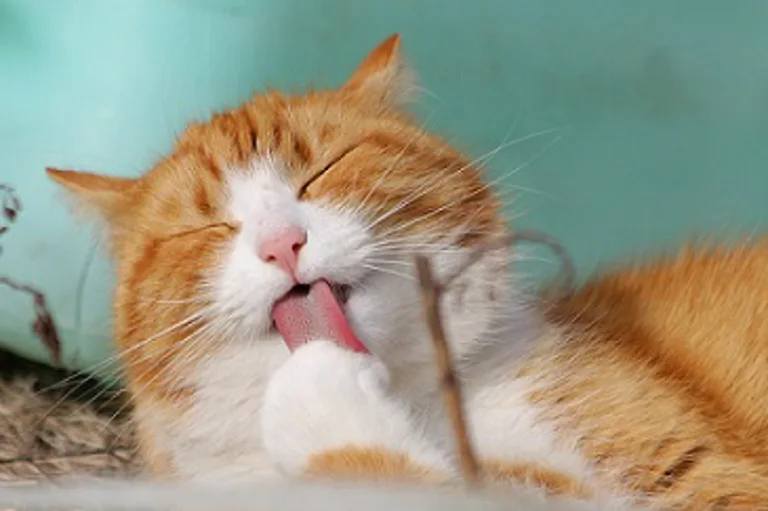 Orange tabby cat