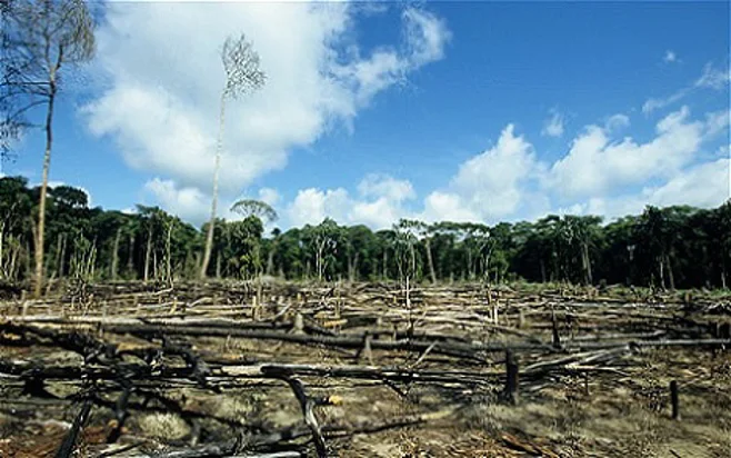 Deforestation Deforestation