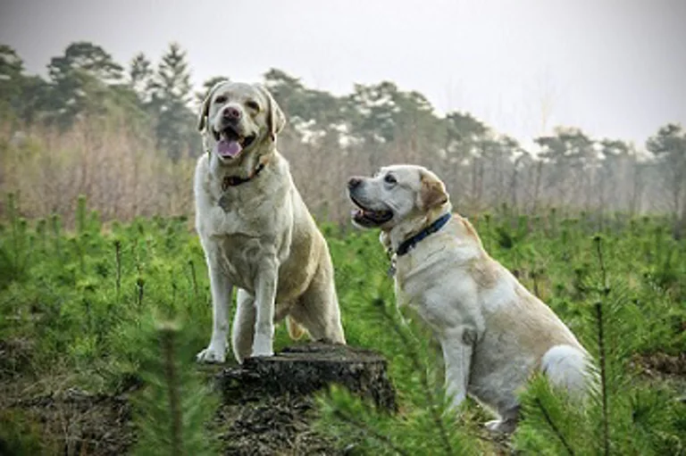 Two golden retrievers