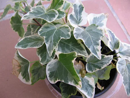 English ivy