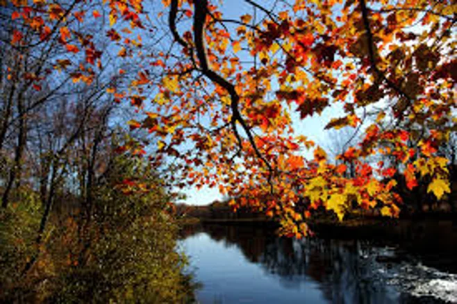 autumn leaves autumn leaves