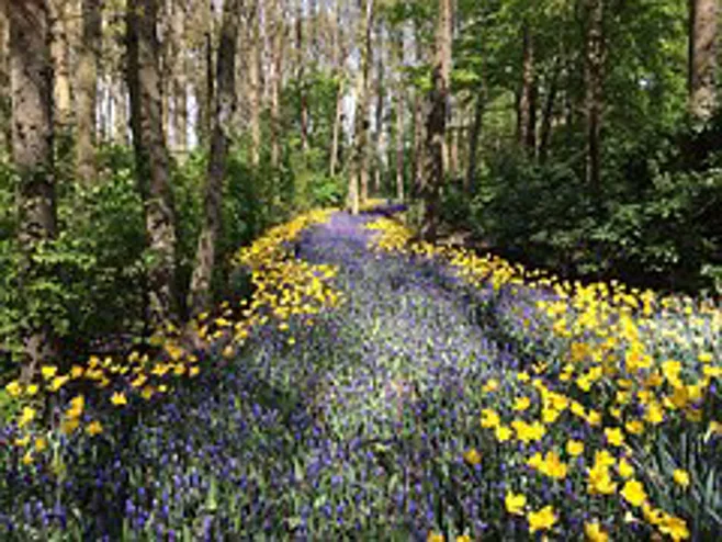 flower path.alert1 medical alert systems flower path.alert1 medical alert systems