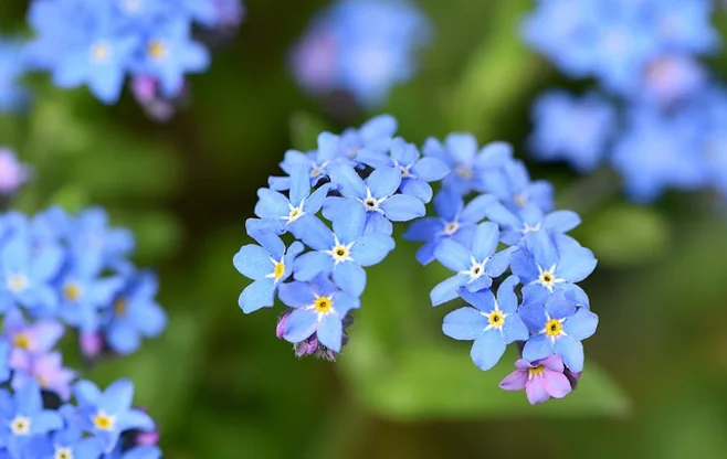 blue forget me nots blue forget me nots
