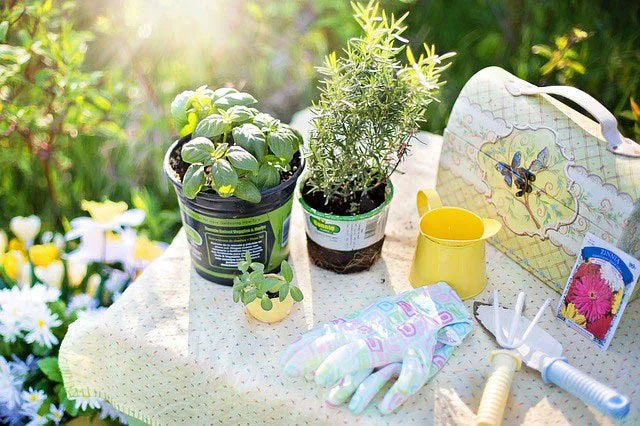 herb plants on gardening table herb plants on gardening table