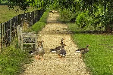 Geese in the park.alert1