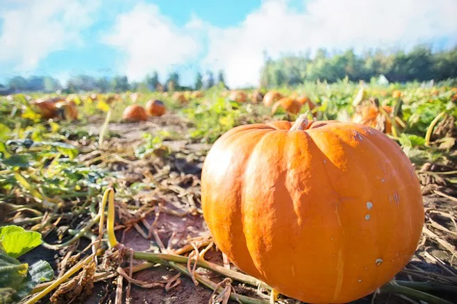 pumpkin in field pumpkin in field