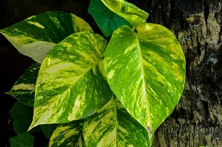 Golden pothos