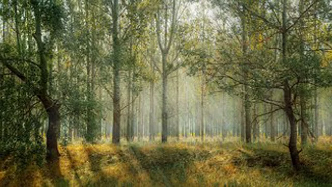 trees.alert1 medical alert systems trees.alert1 medical alert systems