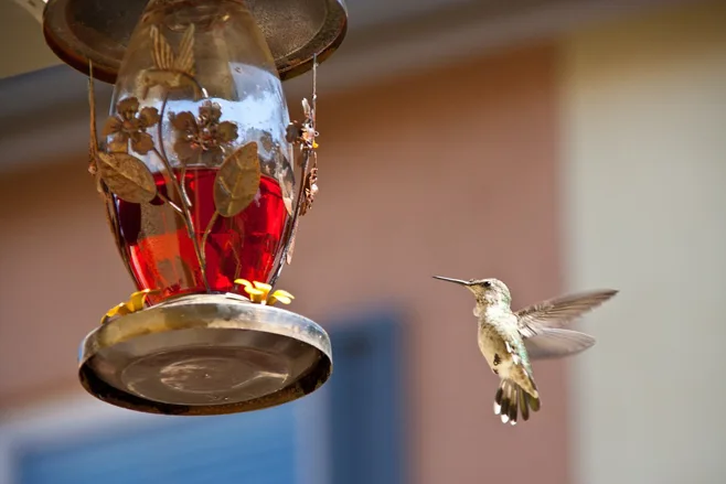 hummingbird feeding  hummingbird feeding
