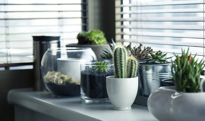 Indoor garden Indoor garden