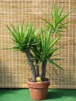 Indoor palm tree