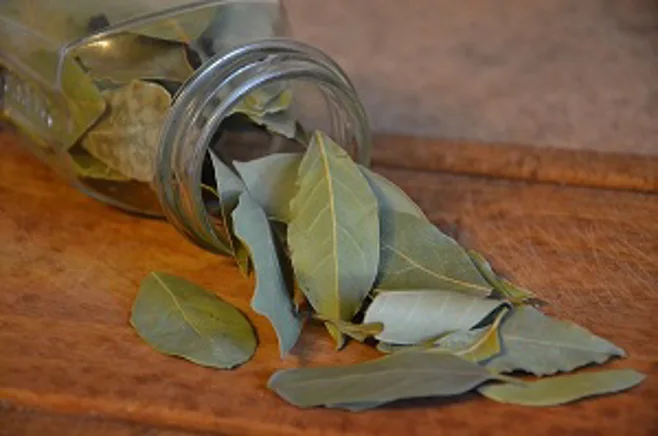 bay leaves  bay leaves