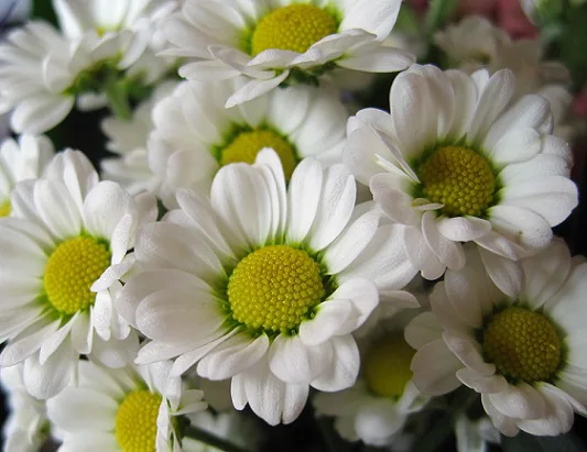 Mum daisies