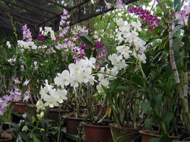 Orchids Orchids