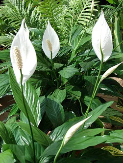 Peace lily