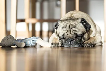 Pug Pug