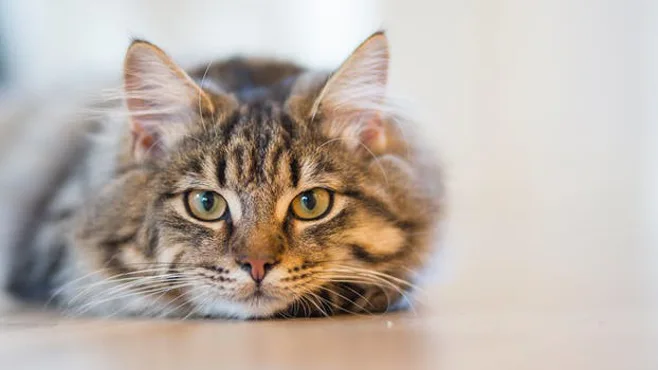 cat lying on floor cat lying on floor