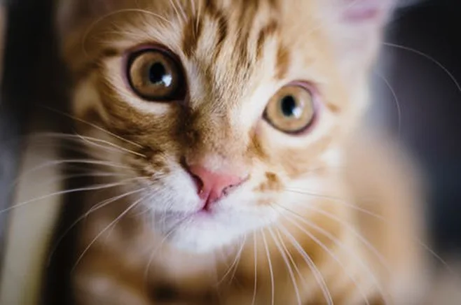 cute kitten closeup cute kitten closeup