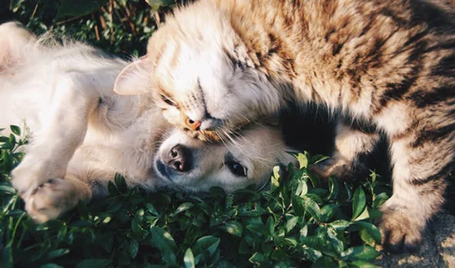 cute cat and dog together cute cat and dog together