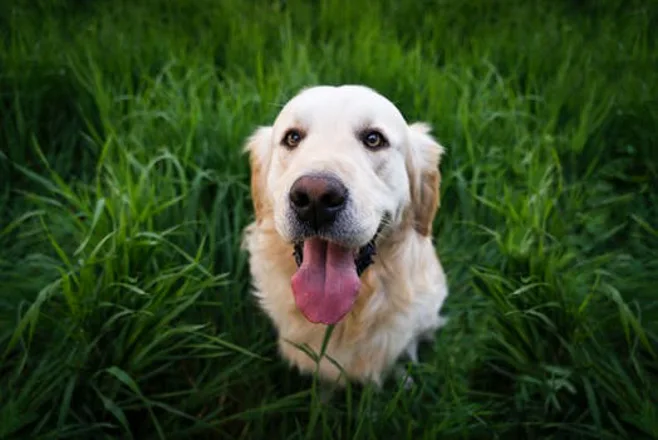 happy dog in grass happy dog in grass