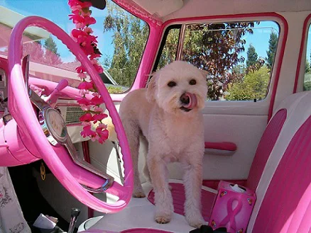 pink doggie pink doggie